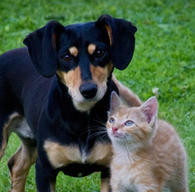 宠物猫怀孕怎么查男女